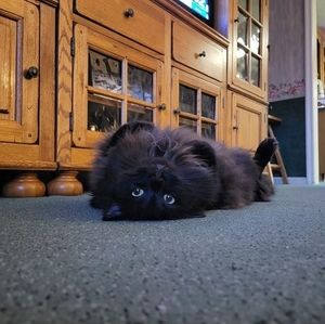 Meet your Posher, Sherry